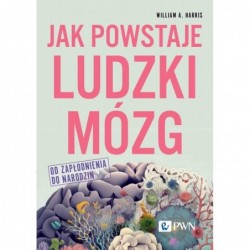 Jak powstaje ludzki mózg....