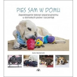 Pies sam w domu
